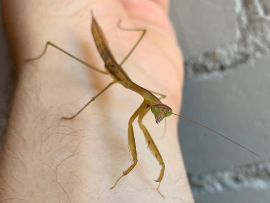 Chinese Praying Mantis (Male)