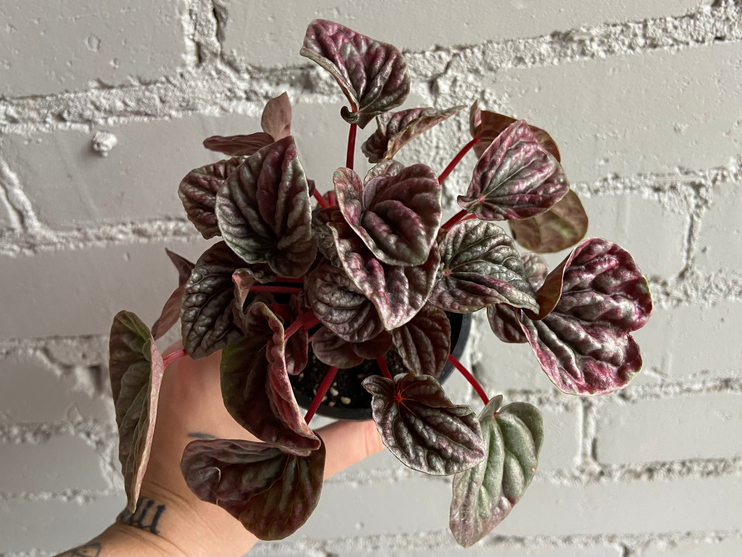 Peperomia 'Schumi Red' 3.5"
