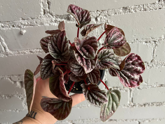 Peperomia 'Schumi Red' 3.5"