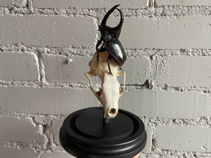 Bell Jar Display - Fisher Skull