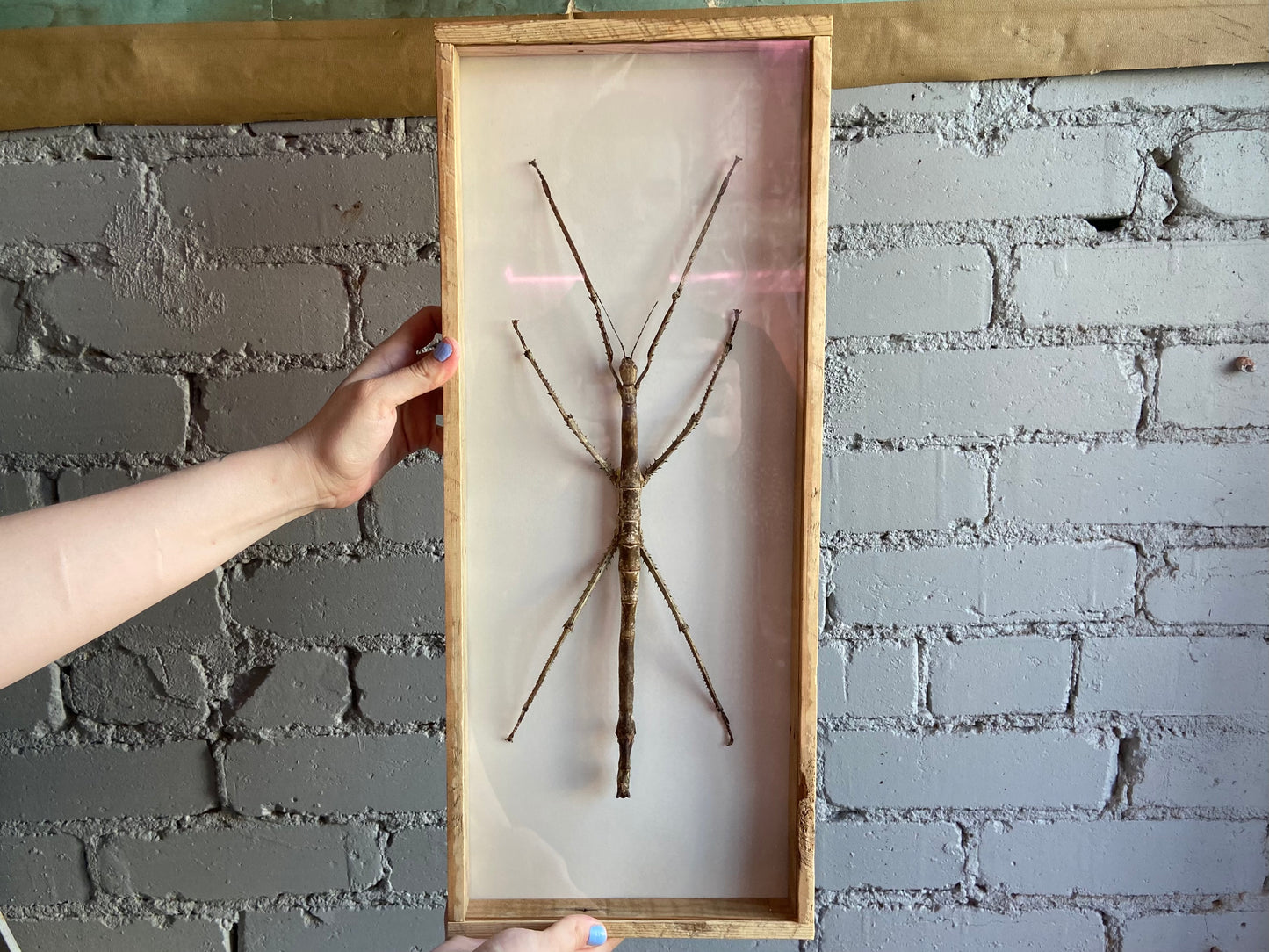 Framed Stick Insect