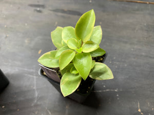 Peperomia 'Pixie Lime' Variegated 2"