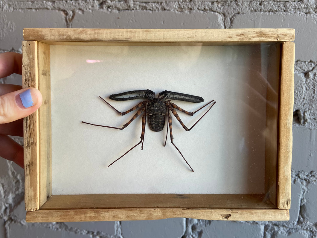 Framed Amblypygid