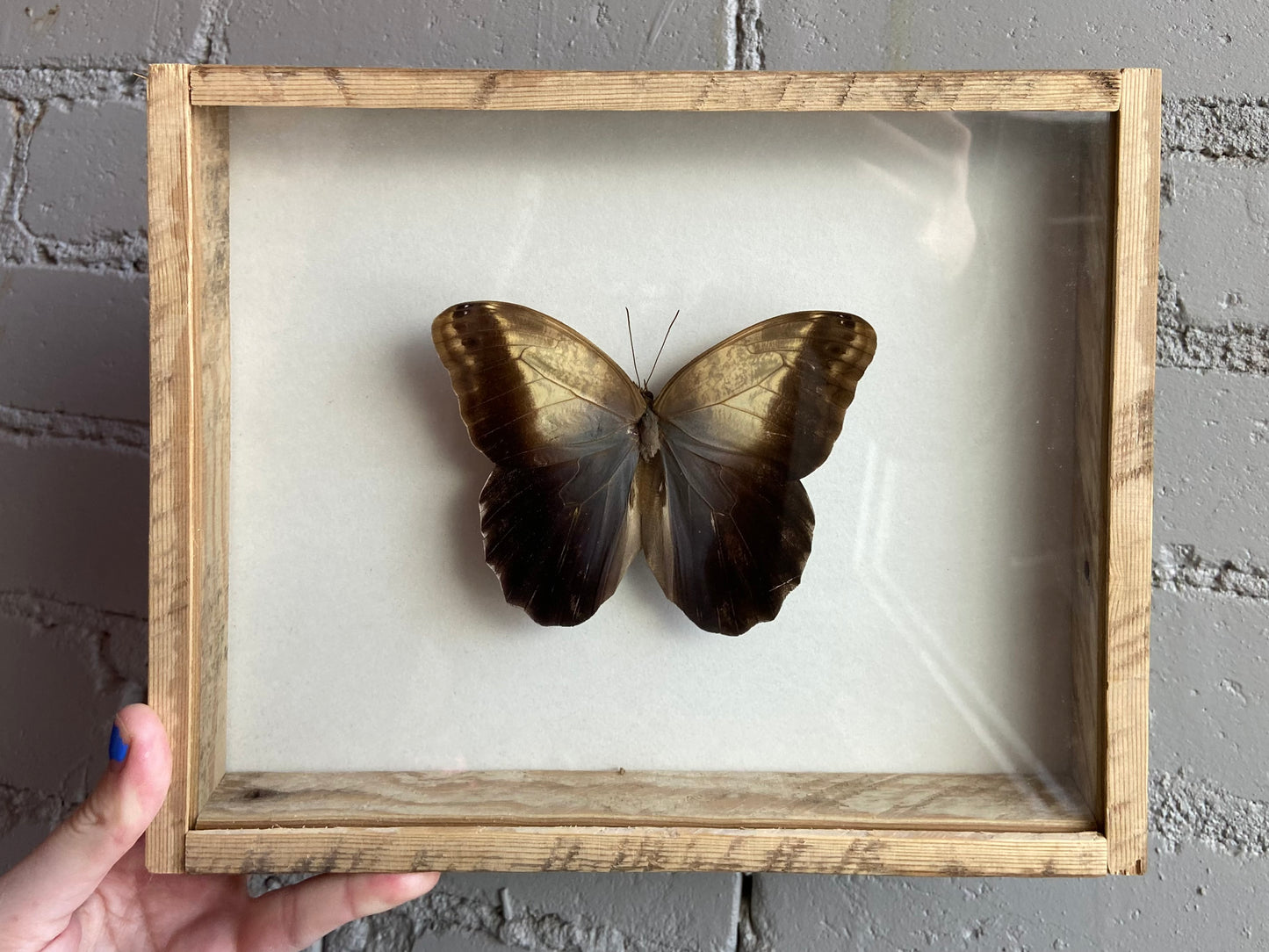 Framed Pale Owl Moth